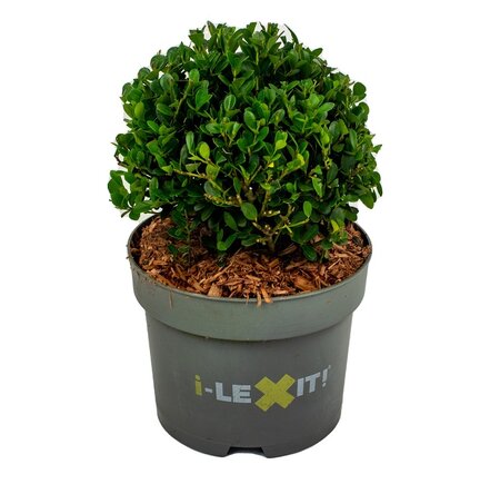 Ilex crenata 'Dark Green'®