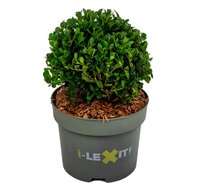 Ilex crenata 'Dark Green'®