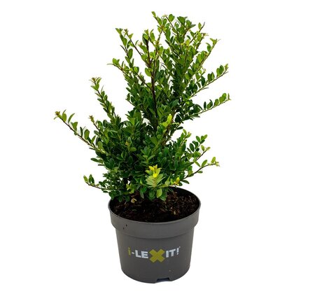 Ilex crenata 'Dark Green'®