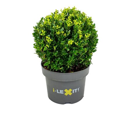 Ilex crenata 'Dark Green'®