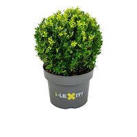 Ilex crenata 'Dark Green'®