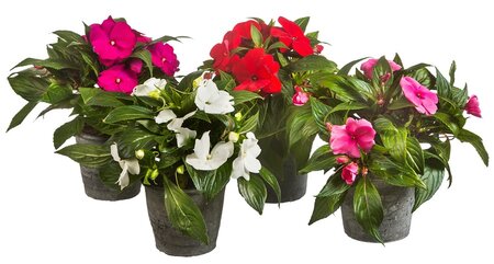 Impatiens New Guinea P13