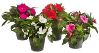 Impatiens New Guinea P13