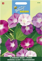 Ipomoea purpurea mix 2gram - afbeelding 3