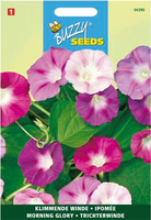 Ipomoea purpurea mix 2gram - afbeelding 4