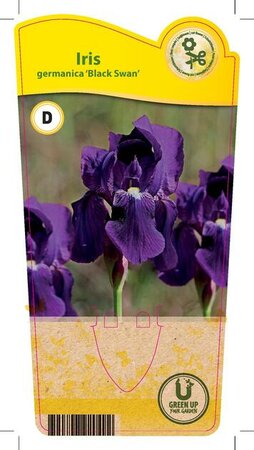 Iris (G) ‘Black Swan’
