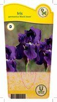 Iris (G) ‘Black Swan’
