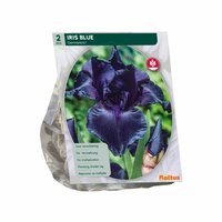 Iris germanica donkerblauw 2st