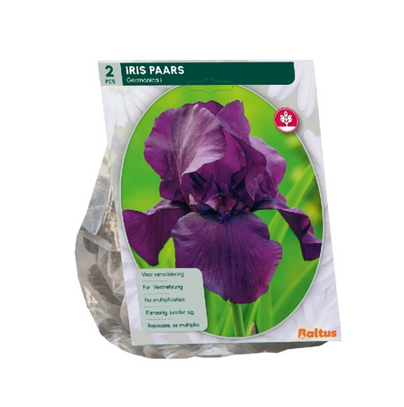 Iris germanica paars 2st
