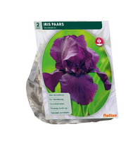 Iris germanica paars 2st