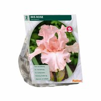 Iris germanica roze 2st