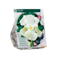Iris germanica wit 2st