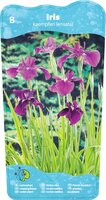 Iris kaempferi - afbeelding 2