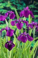 Iris kaempferi - afbeelding 1