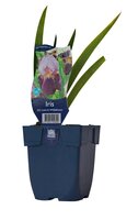 Iris 'Lent A. Williamson'