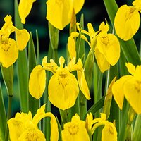 Iris pseudacorus
