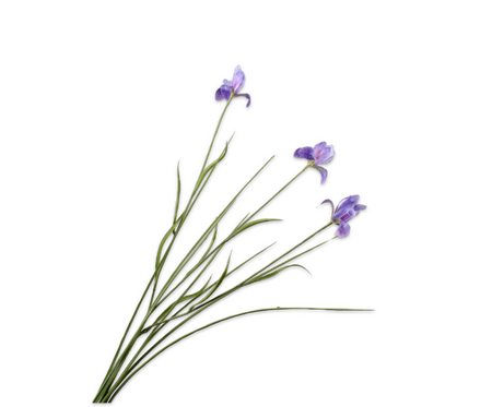 Irissteel l71cm lavendel