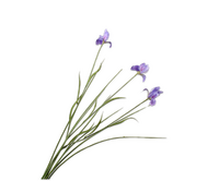 Irissteel l71cm lavendel