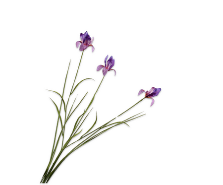 Irissteel l71cm paars