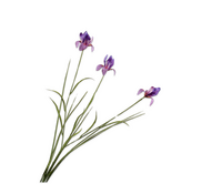 Irissteel l71cm paars