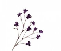 Iristak l125cm paars