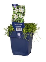 Isotoma fluviatilis Alba P11