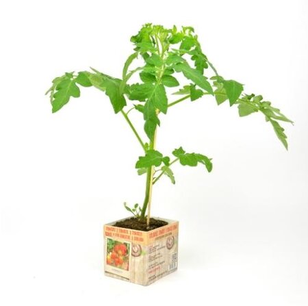 Italiaanse Tomaat - afbeelding 1