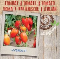 Italiaanse Tomaat - afbeelding 2