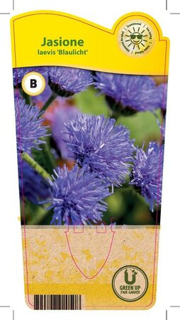 Jasione laevis 'Blaulicht'