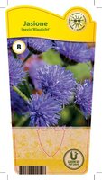 Jasione laevis 'Blaulicht'