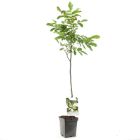 Juglans regia - afbeelding 2