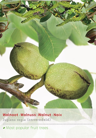 Juglans regia - afbeelding 1