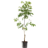 Juglans regia Buccaneer spil - afbeelding 2