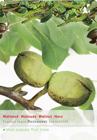 Juglans regia Buccaneer spil - afbeelding 1