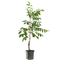 Juglans regia veredeld P24 - afbeelding 2