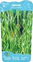 Juncus effusus Spiralis - afbeelding 2
