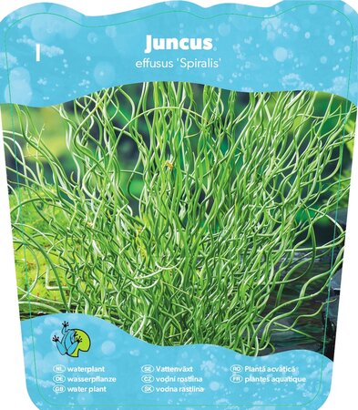 Juncus effusus 'Spiralis'