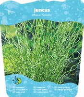 Juncus effusus 'Spiralis'