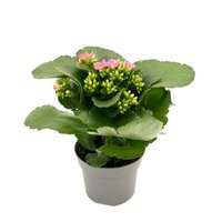 Kalanchoe blos.roze pot 10 cm