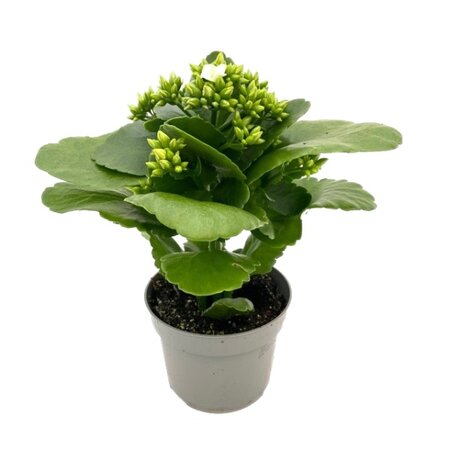 Kalanchoe blos.wit pot 10 cm