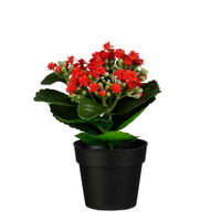 Kalanchoe in pot d15h19cm rood