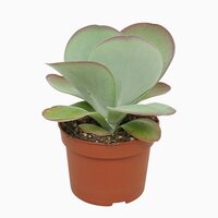 Kalanchoe NF thyrsiflora 'Red Lips'