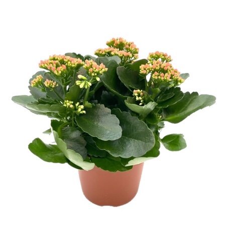 Kalanchoe pot 15cm