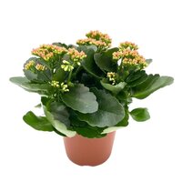 Kalanchoe pot 15cm