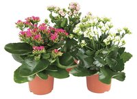 Kalanchoe rosalina gemengd