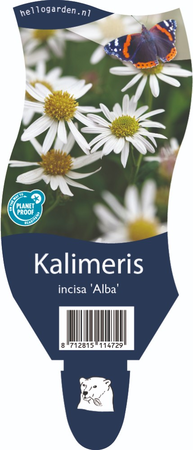 Kalimeris incisa 'Alba'