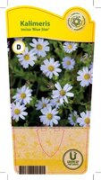 Kalimeris incisa 'Blue Star'