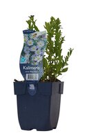 Kalimeris incisa 'Blue Star'