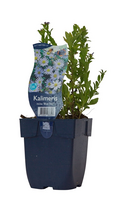 Kalimeris incisa 'Blue Star' - afbeelding 2