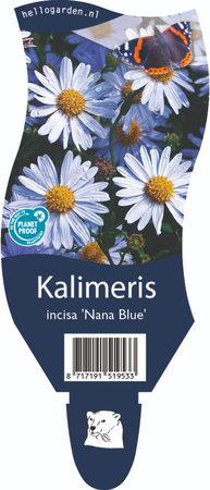Kalimeris incisa 'Nana Blue'
